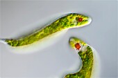 Lepocinclis protists, light micrograph