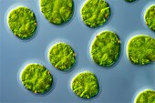 Pandorina green algae, light micrograph