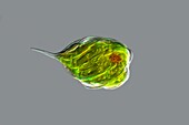 Monomorphina green algae, light micrograph
