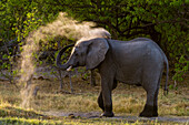 African elephant taking a dust bath