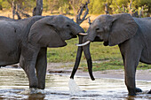 African elephants sparring