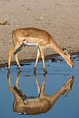 Female impala drinking at a waterhole