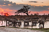 African elephants drinking