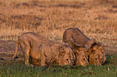 Lions drinking water at sunset