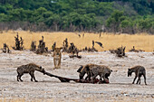 Spotted hyenas eating a carcass stolen from a lioness