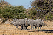 Four white rhinoceroses standing in the savannah