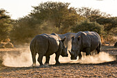Two white rhinoceroses fighting in a cloud of dust at sunset