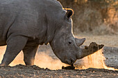 White rhinoceros digging with its horn