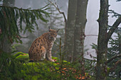 European lynx sitting on a mossy boulder in a foggy forest