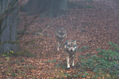Two gray wolves walking in the mist