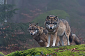 Two gray wolves on a mossy boulder in a foggy forest