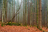 Foggy Bavarian forest in autumn