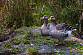 Two greylag geese