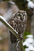Boreal owl perching on a tree branch