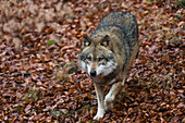 Gray wolf walking through fallen autumn leaves