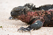 Side view of a marine iguana on a sandy beach