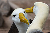 Waved albatrosses