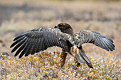 Galapagos hawk opening its wings