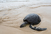 Dead Pacific green sea turtle on a beach