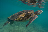 Pacific green sea turtle