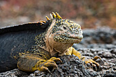 Portrait of a land iguana, Conolophus subcristatus