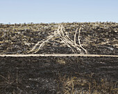 Recent fire damage in a landscape