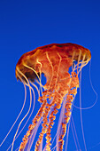 Black sea nettle jellyfish,