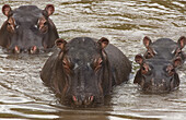 Hippopotamuses and calves, Kenya