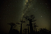 Night sky in Madagascar