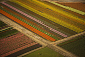 Tulips in a field