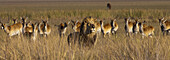 African lion and lechwe, Botswana