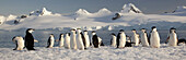 Chinstrap penguins on Half Moon Island,