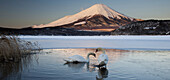Mute Swans, Japan