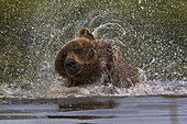Brown bear, Lake Clark National Park