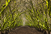 Overgrown orchard, Oregon, USA