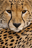 A Cheetah, Acinonyx jubatus