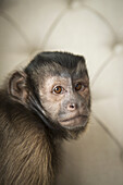 A capuchin monkey in a bedroom,