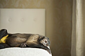 A capuchin monkey in a bedroom,