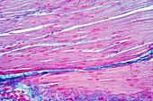 Human smooth muscle, light micrograph