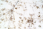 Marine plankton, light micrograph