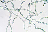 Spirogyra algae, light micrograph