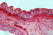Pseudostratified epithelium, light micrograph