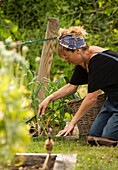Woman harvesting vegetables in summer garden