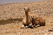 Mother and juvenile camels