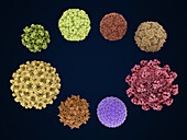 Human-infecting viruses, illustration