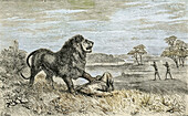 The Lion and the Christian Native, 19th century illustration