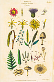 Botanical Linnean classification, 19th century illustration