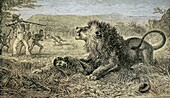 Missionary's Escape from the Lion, 19th century illustration