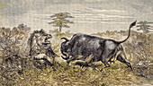 Buffalo cow defending her calf, 19th century illustration