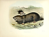 Greater mole-rat, 19th century illustration